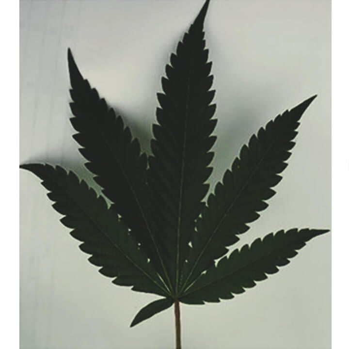 Las investigaciones muestran que las hojas pueden informarnos sobre los compuestos químicos del cannabis Las investigaciones muestran que las hojas pueden informarnos sobre los compuestos químicos del cannabis