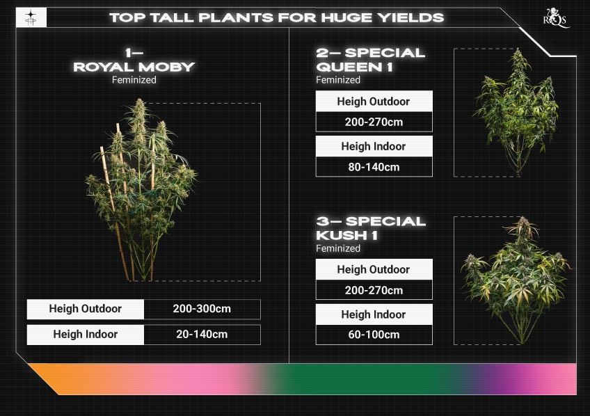 Top RQS Small Plants