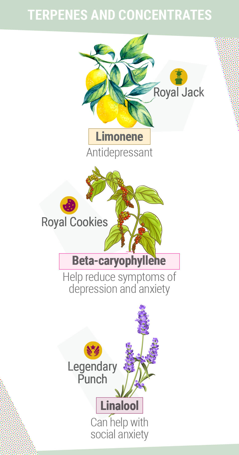 TERPENY A KONCENTRÁTY