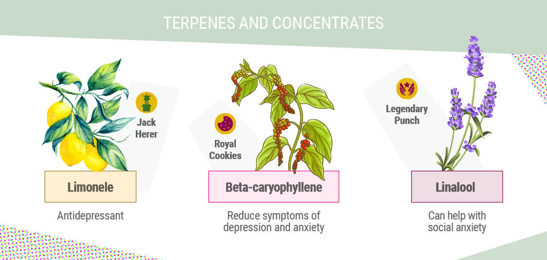 TERPENY A KONCENTRÁTY