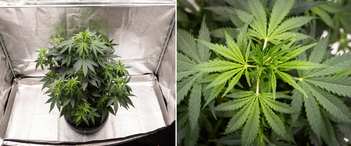 Rostlina konopí Wedding Cake Auto rostoucí v textilním květináči během 5. týdne grow reportu, ukazující silný vertikální růst, raný vývoj květů, zdravé zelené olistění a několik míst kvetení.