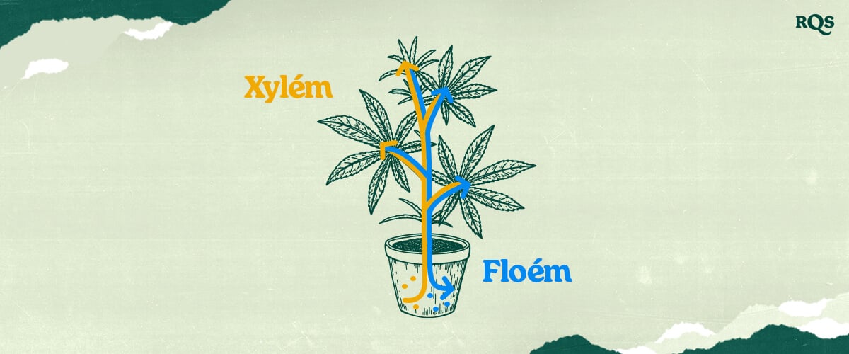 Xylém a Floém Konopí: Jak se Voda, Živiny a Cukry Pohybují v Rostlinách Marihuany Pochopte xylém a floém konopí! Tato ilustrace ukazuje, jak se voda a živiny (xylém - modře) a cukry (floém - oranžově) transportují rostlinou marihuany. Seznamte se s cévními systémy rostlin.