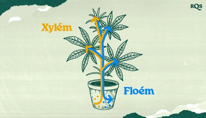 Xylém a Floém Konopí: Jak se Voda, Živiny a Cukry Pohybují v Rostlinách Marihuany Pochopte xylém a floém konopí! Tato ilustrace ukazuje, jak se voda a živiny (xylém - modře) a cukry (floém - oranžově) transportují rostlinou marihuany. Seznamte se s cévními systémy rostlin.