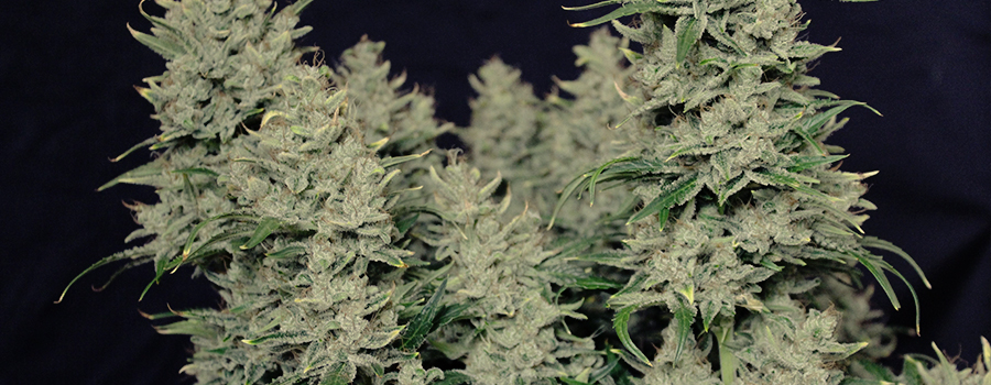 Amnesia Haze Auto Amnesia Haze Auto
