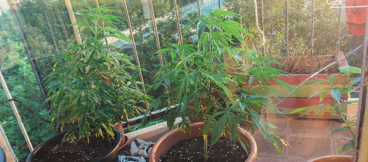 How to Grow Weed Indoors Without Lights How to Grow Weed Indoors Without Lights