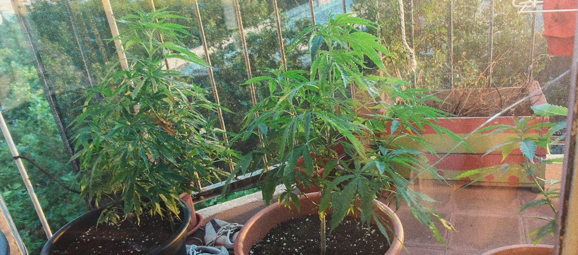 How to Grow Weed Indoors Without Lights