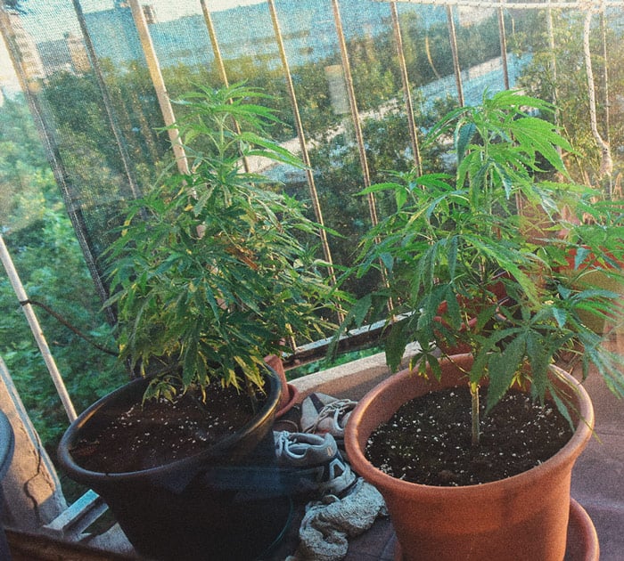How to Grow Weed Indoors Without Lights