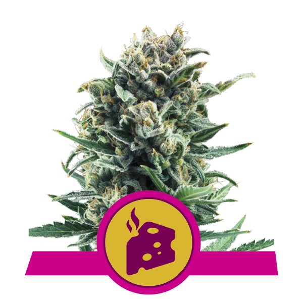 Blue Cheese Blue Cheese