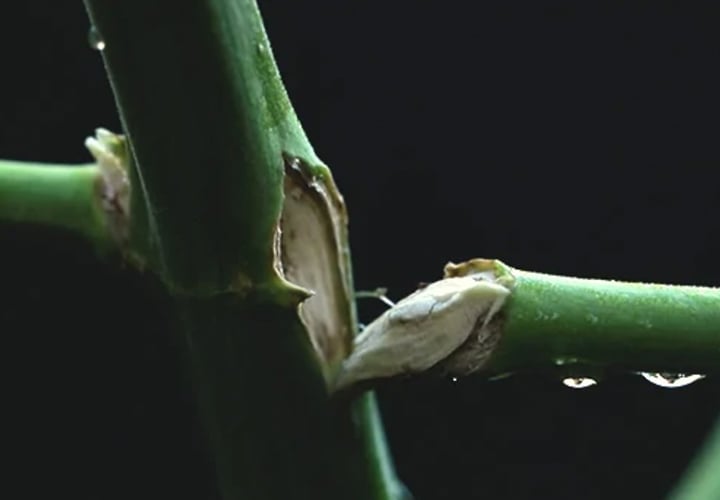 What Causes Broken or Bent Stems? What Causes Broken or Bent Stems?