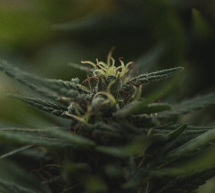 The Importance Of Pistils To Cannabis Growers