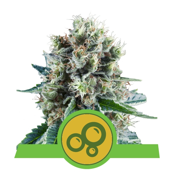 Bubble Kush Automatic Royal Queen Seeds