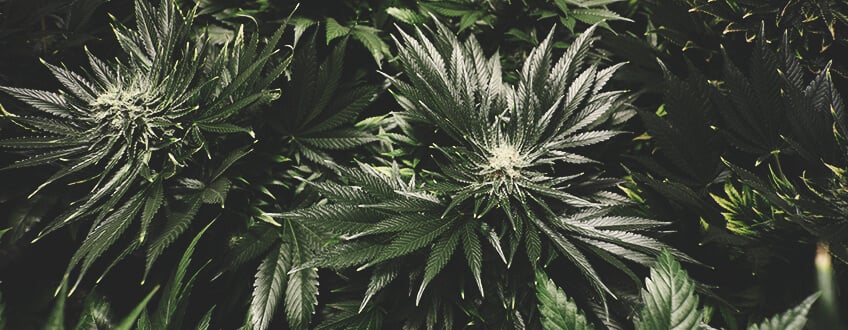 Quemadura de nutrientes en la marihuana Quemadura de nutrientes en la marihuana