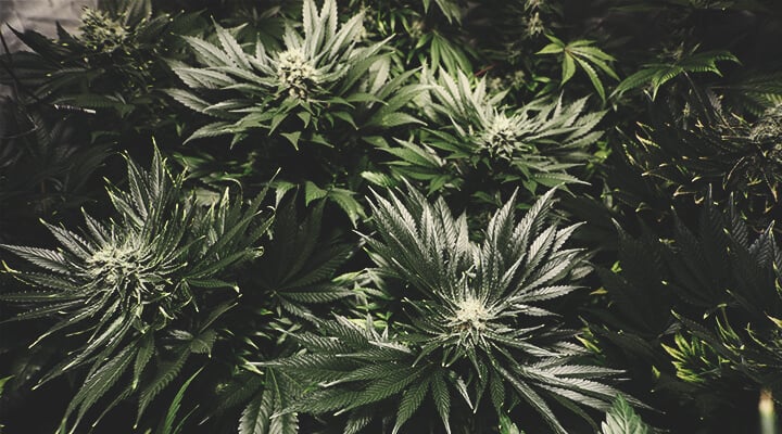 Quemadura de nutrientes en la marihuana Quemadura de nutrientes en la marihuana