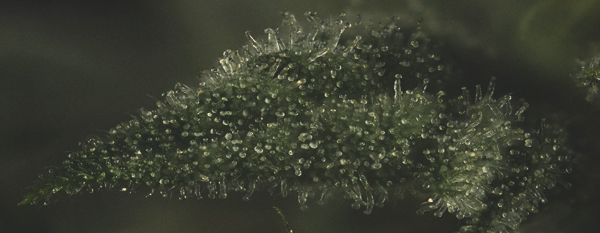 PROČ JSOU TERPENY V KONOPÍ DŮLEŽITÉ PROČ JSOU TERPENY V KONOPÍ DŮLEŽITÉ