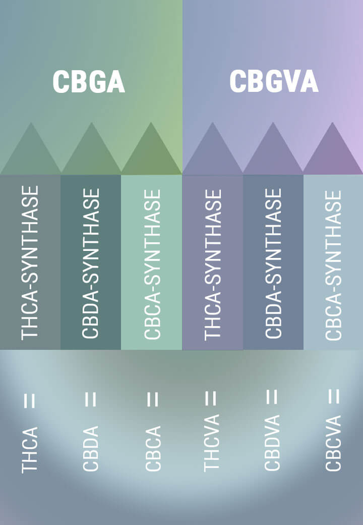 BIOSYNTHESIS CREATES THE ACID FORMS OF THE PRIMARY CANNABINOIDS BIOSYNTHESIS CREATES THE ACID FORMS OF THE PRIMARY CANNABINOIDS