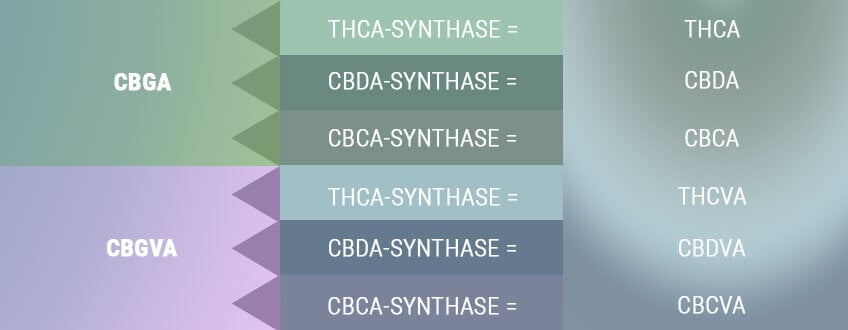 BIOSYNTHESIS CREATES THE ACID FORMS OF THE PRIMARY CANNABINOIDS BIOSYNTHESIS CREATES THE ACID FORMS OF THE PRIMARY CANNABINOIDS