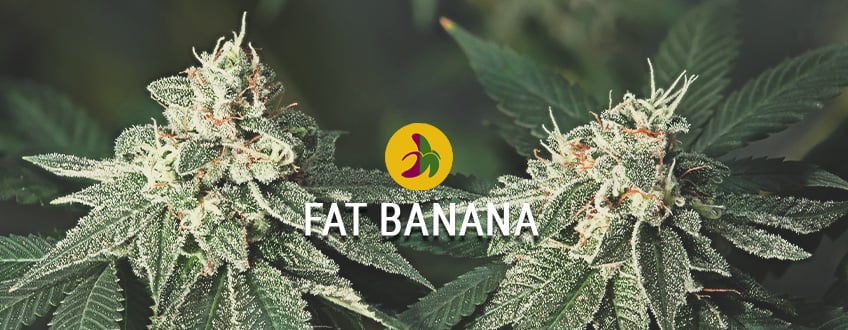 A nejzlejší Banana kush: Fat Banana