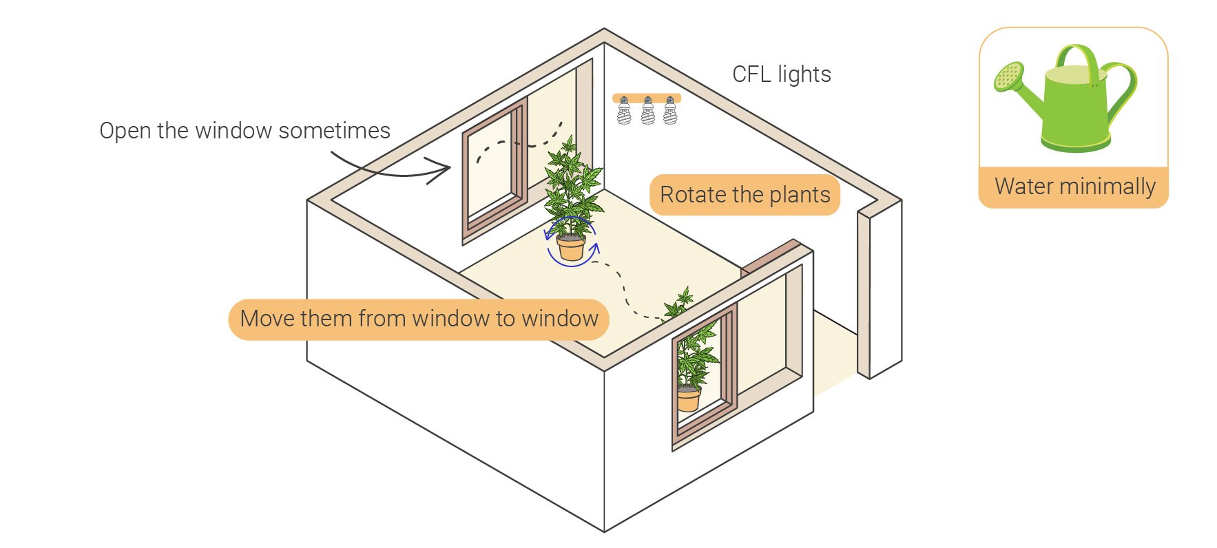 How to Grow Weed Indoors Without Lights How to Grow Weed Indoors Without Lights