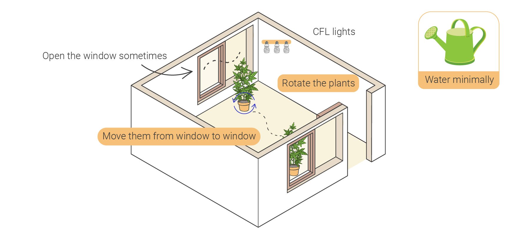 How to Grow Weed Indoors Without Lights