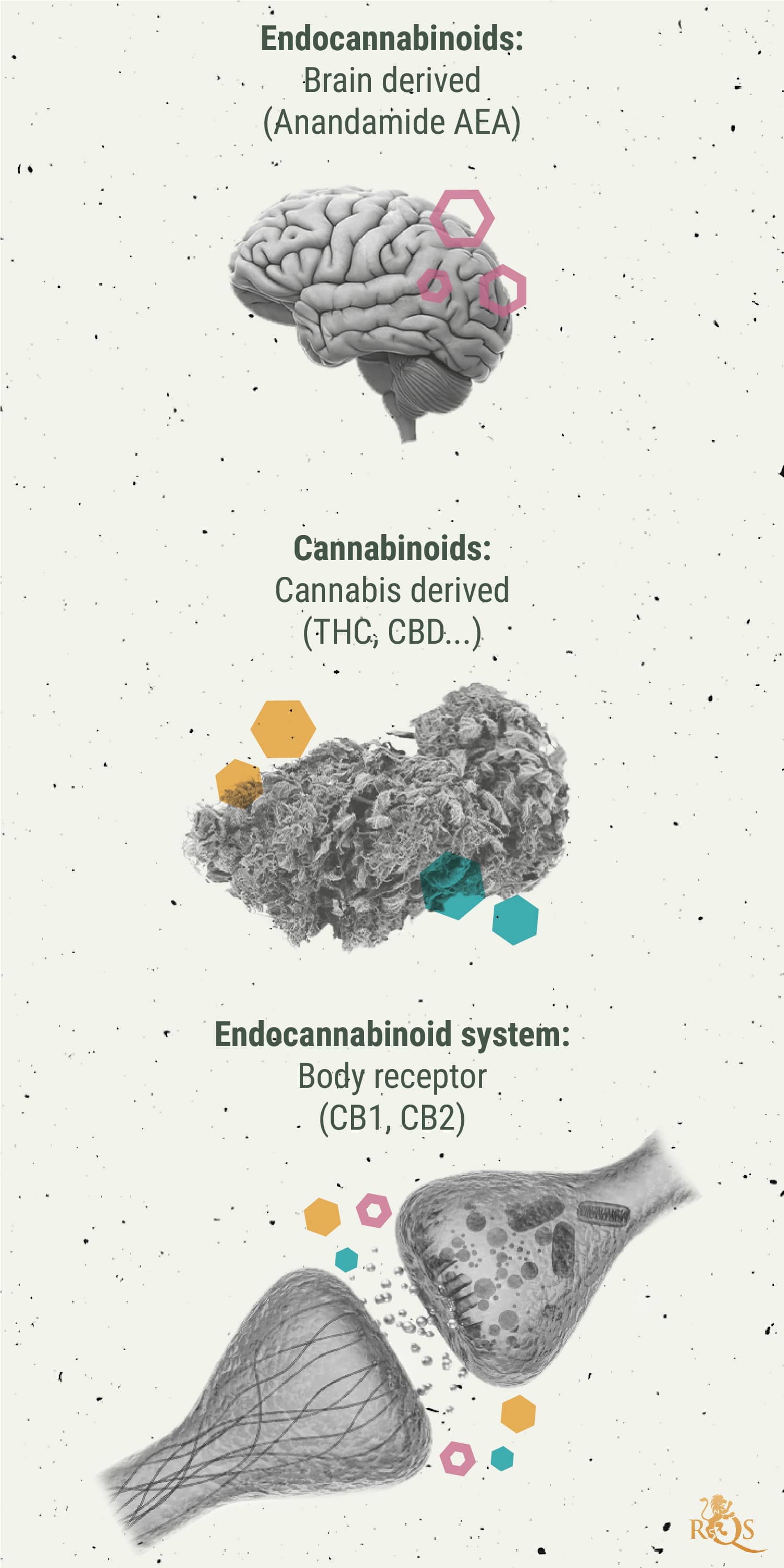 Pochopení Role Endokanabinoidního Systému Pochopení Role Endokanabinoidního Systému