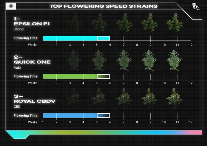 Top RQS Tall Plants