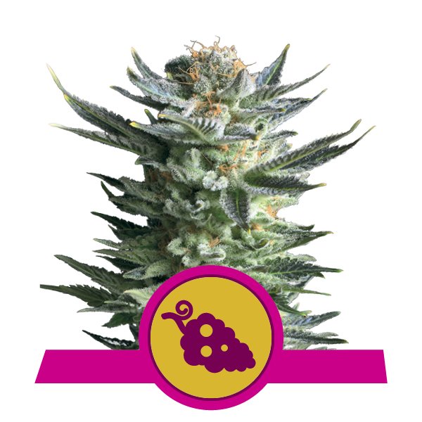 Koupit Feminized Fruit Spirit Cannabis
Koupit Feminized Fruit Spirit Cannabis