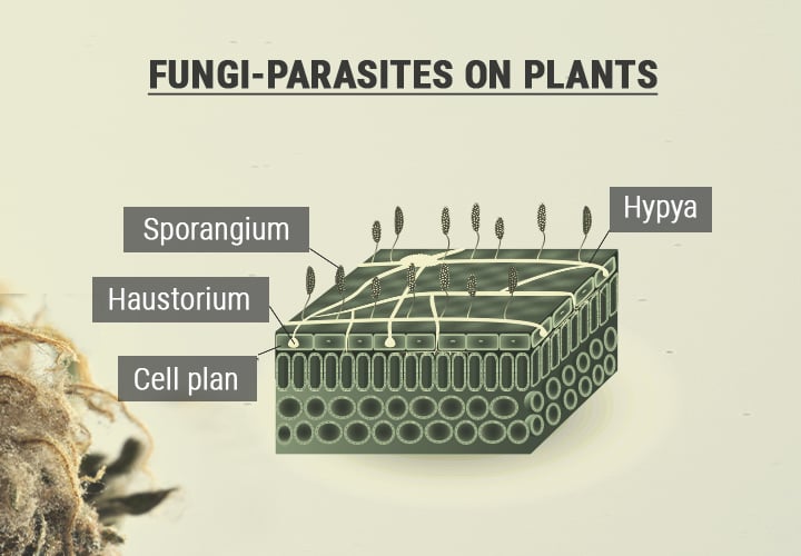 Spores and Reproduction