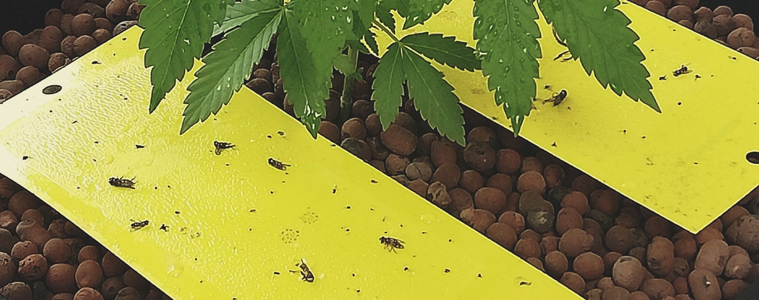 How To Stop Fungus Gnats From Damaging Your Weed Plants
