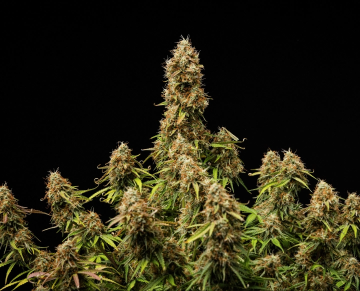 Husté, pryskyřičné květy a plně vyzrálá struktura na konci cyklu