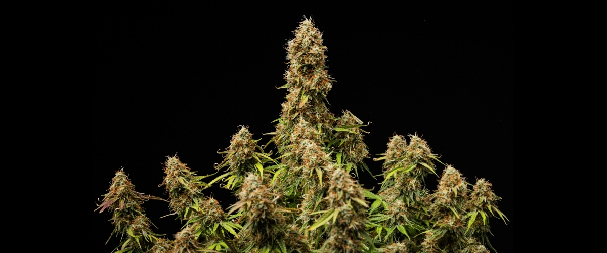 Husté, pryskyřičné květy a plně vyzrálá struktura na konci cyklu