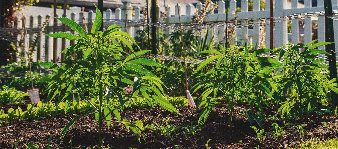 How to Grow Weed Indoors Without Lights How to Grow Weed Indoors Without Lights
