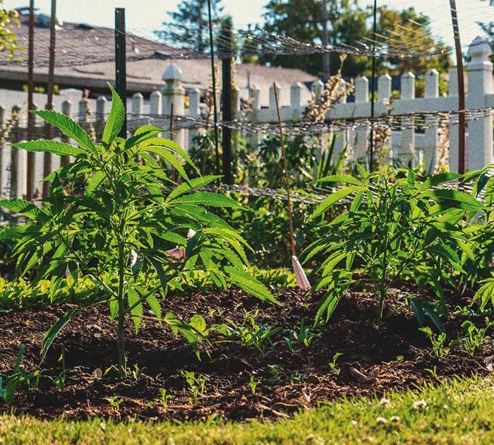 How to Grow Weed Indoors Without Lights How to Grow Weed Indoors Without Lights