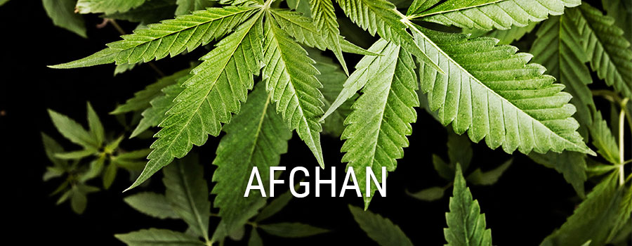 Afghan
