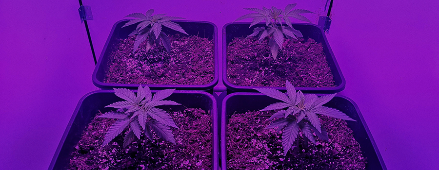 Green Crack Punch Green Crack Punch