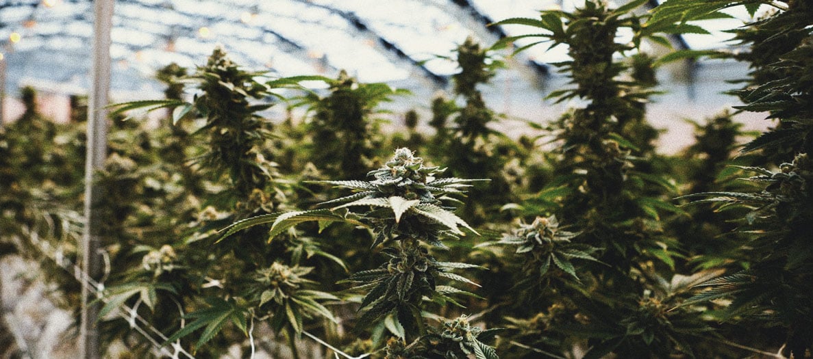 How to Grow Weed Indoors Without Lights How to Grow Weed Indoors Without Lights