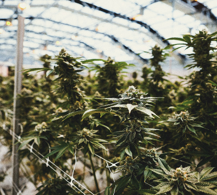 How to Grow Weed Indoors Without Lights How to Grow Weed Indoors Without Lights
