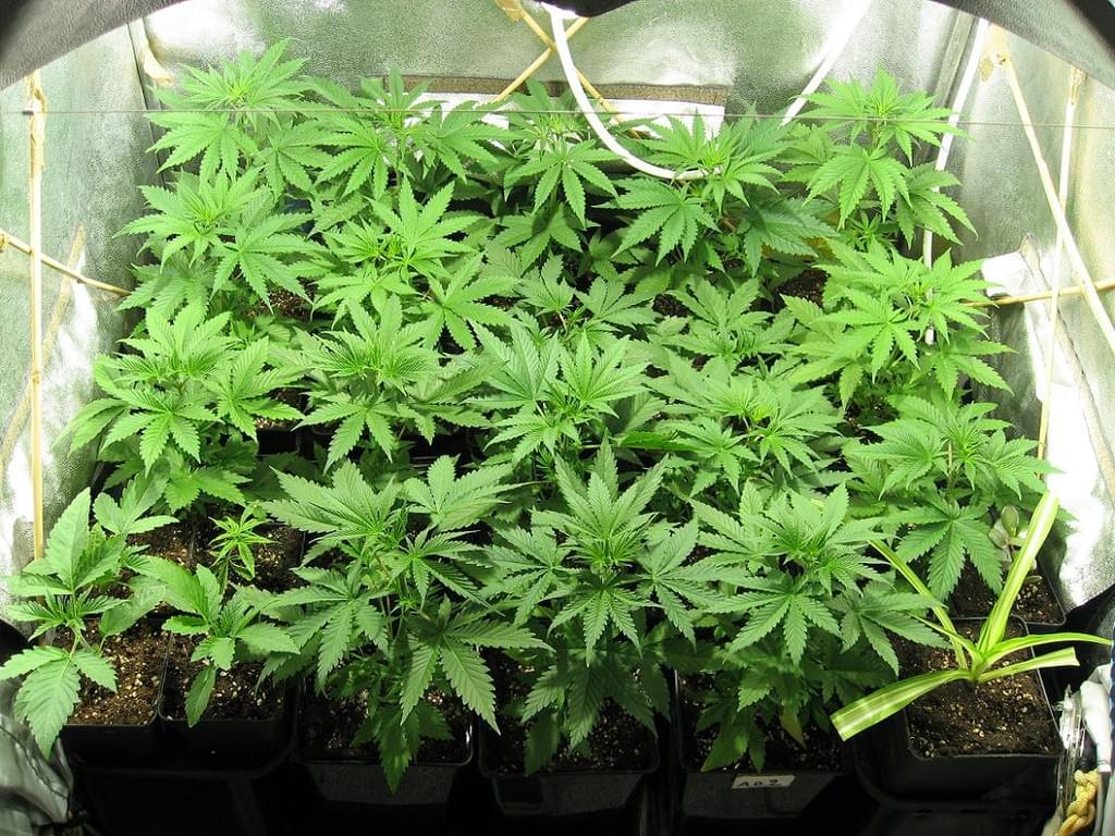 Vnitřní marihuana pěstování Vnitřní marihuana pěstování