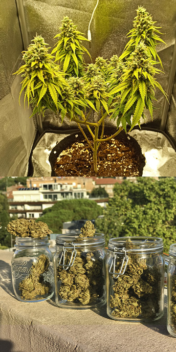 Kdo používá samonakvétací konopné odrůdy a proč? Kdo používá samonakvétací konopné odrůdy a proč?