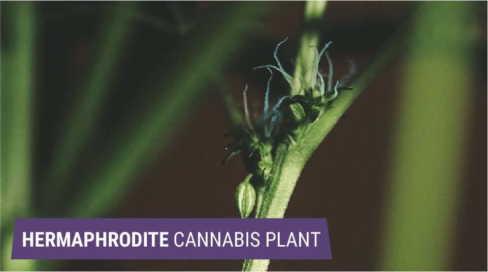 Hermaphrodites: When Cannabis Plants Become Monoecious