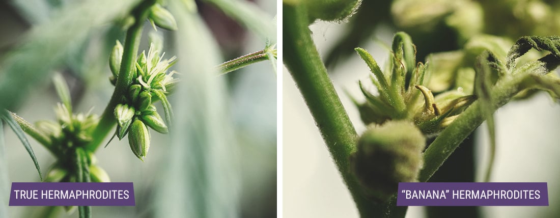 Types Of Hermaphrodite Cannabis Plants Types Of Hermaphrodite Cannabis Plants