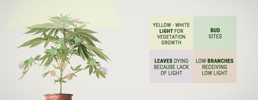 ¿Qué es la producción de una planta de marihuana? ¿Qué es la producción de una planta de marihuana?