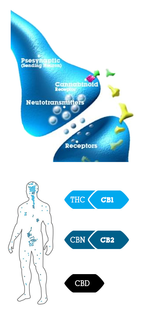 Human endocannabinoid system Human endocannabinoid system
