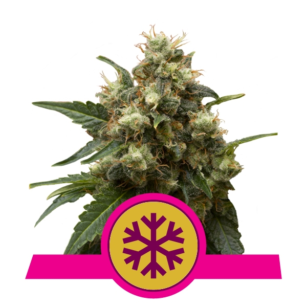 koupit Feminized ICE Cannabis Feminized ICE Cannabis