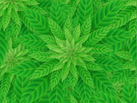 Cannabis Anxiety