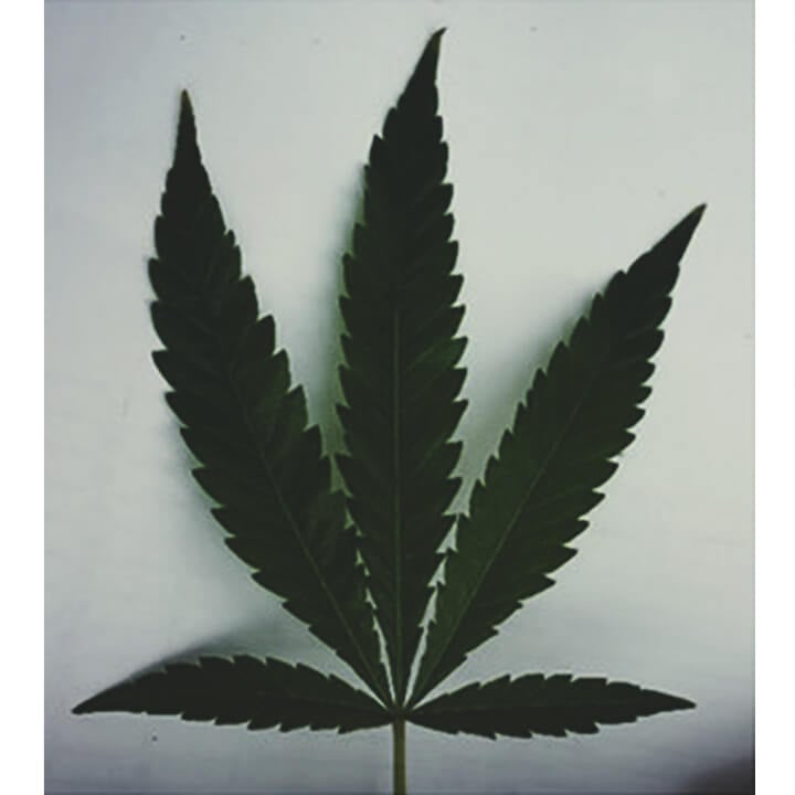 Las investigaciones muestran que las hojas pueden informarnos sobre los compuestos químicos del cannabis Las investigaciones muestran que las hojas pueden informarnos sobre los compuestos químicos del cannabis
