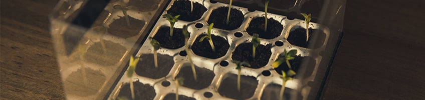 Feminizovaná startovací sada od Royal Queen Seeds Feminizovaná startovací sada od Royal Queen Seeds