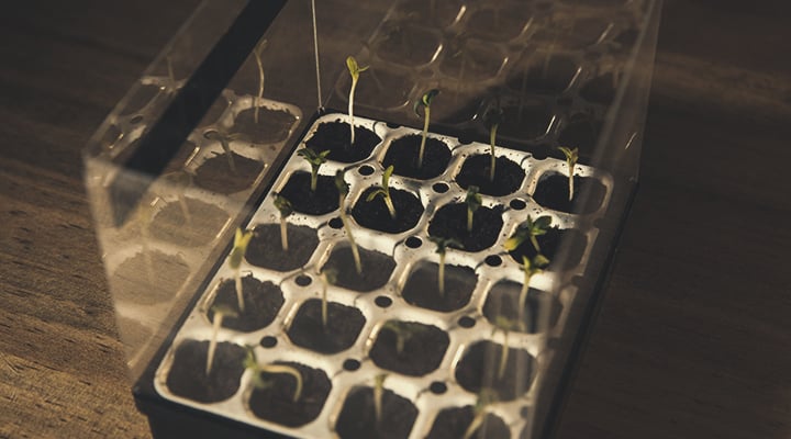 Feminizovaná startovací sada od Royal Queen Seeds Feminizovaná startovací sada od Royal Queen Seeds