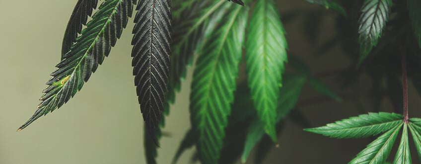 Cómo remediar la quema de nutrientes Cómo remediar la quema de nutrientes