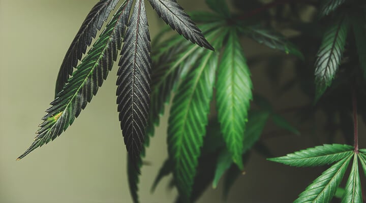 Cómo remediar la quema de nutrientes Cómo remediar la quema de nutrientes