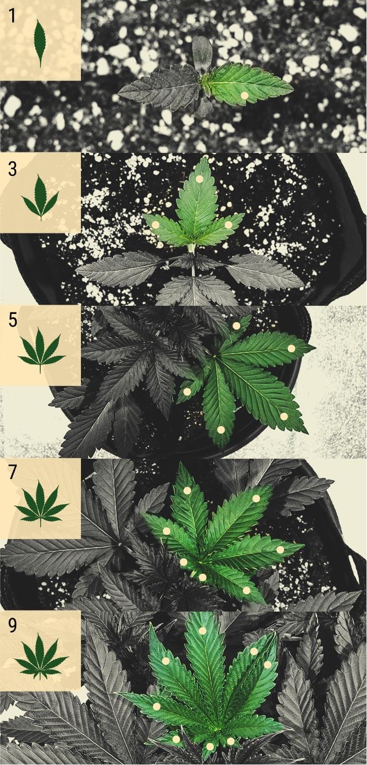 ¿Qué puedes descubrir en base al número de hojas? ¿Qué puedes descubrir en base al número de hojas?